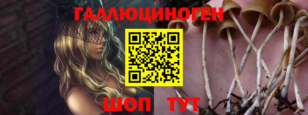 купить  сайты  Псилоцибиновые грибы GOLDEN TEACHER  Вход с VPN  Славгород 